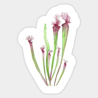 sarracenia leucophylla leaf watercolor Sticker